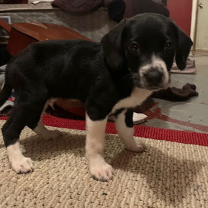 Meet your Posher, Maggie